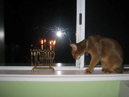 holiday kitties 5.jpg